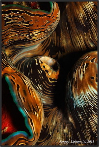 Tridacna maxima. by Sergey Lisitsyn 